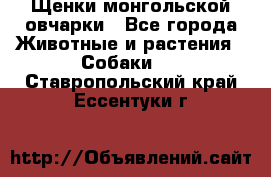 Щенки монгольской овчарки - Все города Животные и растения » Собаки   . Ставропольский край,Ессентуки г.